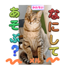 我的可爱猫咪猫