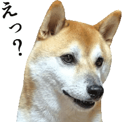 Moves Shiba Inu3 Line Stickers Line Store