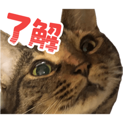 chanacha