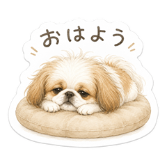 Fluffy Pekingese Daily Reactions