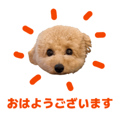 momo_20260602123821