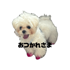 momo_20260604004749
