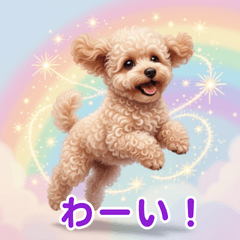 Healing Toy Poodle 4[Everyday]