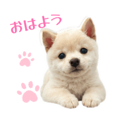 charis_20260604093313