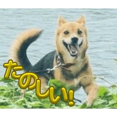 tameguchi grace 2