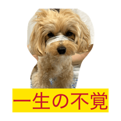 momo_20260604104108