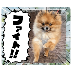 ポメラニアンのマメ