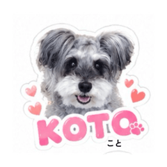 koto_20260604215257