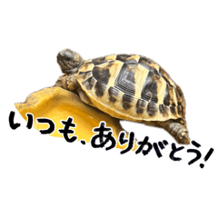 natu_20260604231100