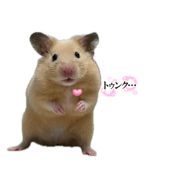 Kinkuma no puripuri