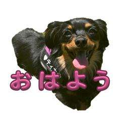 momo_20260604231924