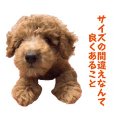 koko_20260604234753