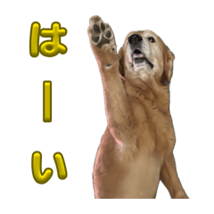 kotaro golden