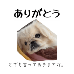 momo_20260605014622