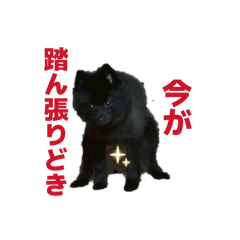komo_20260605040913