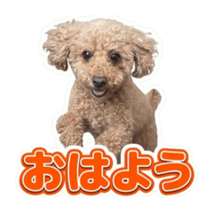 Coco_kazuo