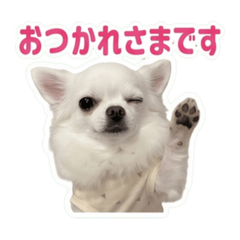 isochan_chihuahua
