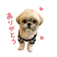 lovely tantan