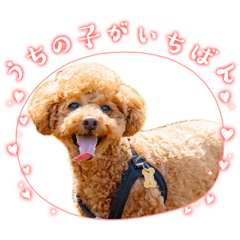 Bear_20260605121508