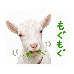 araifarm2025_20260605121050