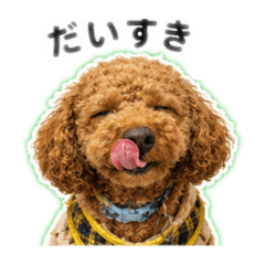 sheep_20260605123733