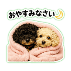 sheep_20260605130504