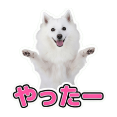 spitz_20260605131655