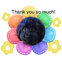 black toy poodle black toy poodle
