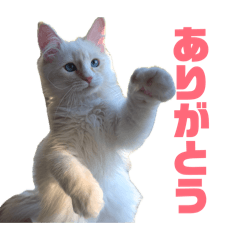 Siberian Sol 5-month ver.