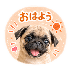丸・パグ