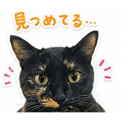 miki_20260604222818