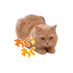 Michael_cat