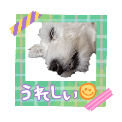 lino_20260605132329