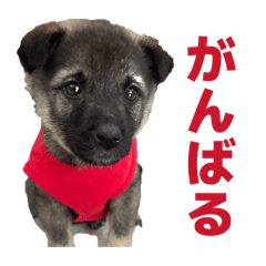 Wakano nn chi_20260605160709