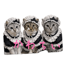 cotty_cat real