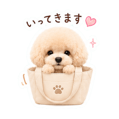 Everyday Fluffy Poodle