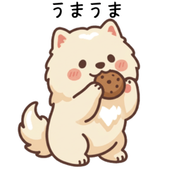 A cute and fluffy Samoyed dog