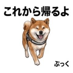 Pukku Cute Expressions Vol01