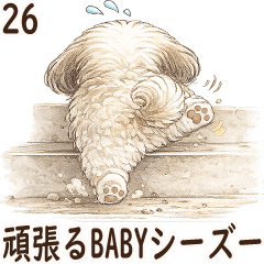3D Shih tzu 2026 (baby trying hard) 26