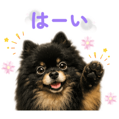 Cute Pom Every Day2
