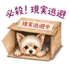 Yorkshire Terrier | Unmotivated Yorkie