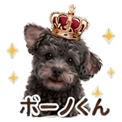 Curly toy poodle Bono's 25 stickers