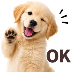 ゴールデンレトリバー子犬★リアクション
