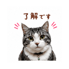chibichan- Daily Chat Stickers
