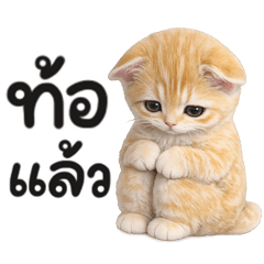minmin meow som