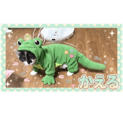 mimi_20260613191654