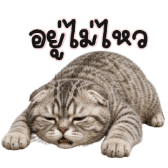 Striped Cat with Word