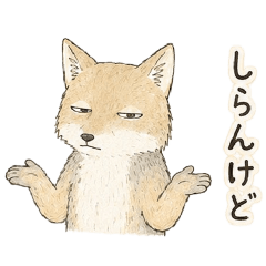 Tibetan sand fox speaking Kansai dialect