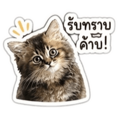 lovely_20260430225411