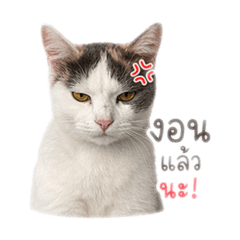 Momoji_20260430233654